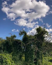 469620334 18286868938245021 6096406412701078326 N