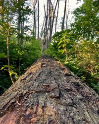 469706554 18286867207245021 6678008736592353485 N