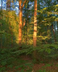 469779080 18286860184245021 1077378964538590766 N