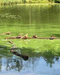 469863745 18286867807245021 8760726862276041070 N